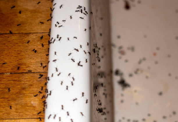 Best Pest Control for Homes  in Bonduel, WI