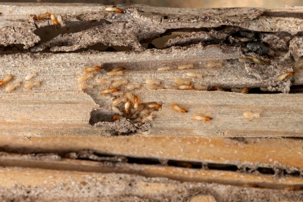 Best Termite Control Services  in Bonduel, WI